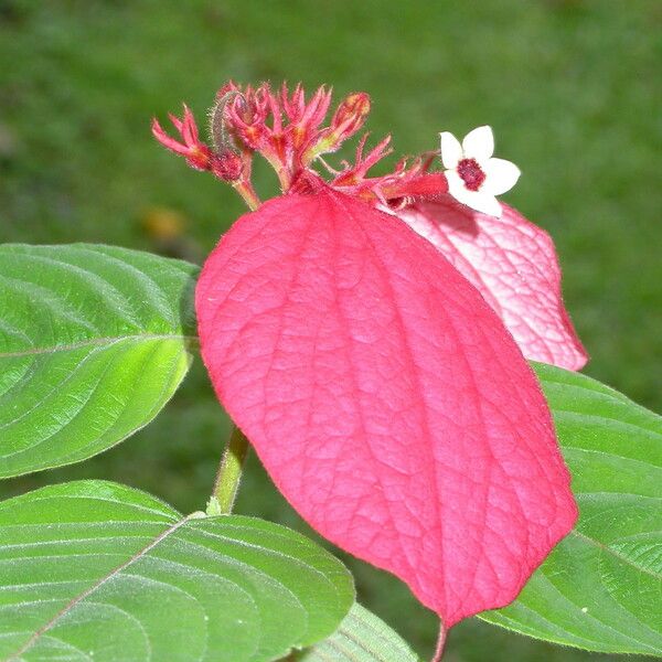 Mussaenda erythrophylla 花