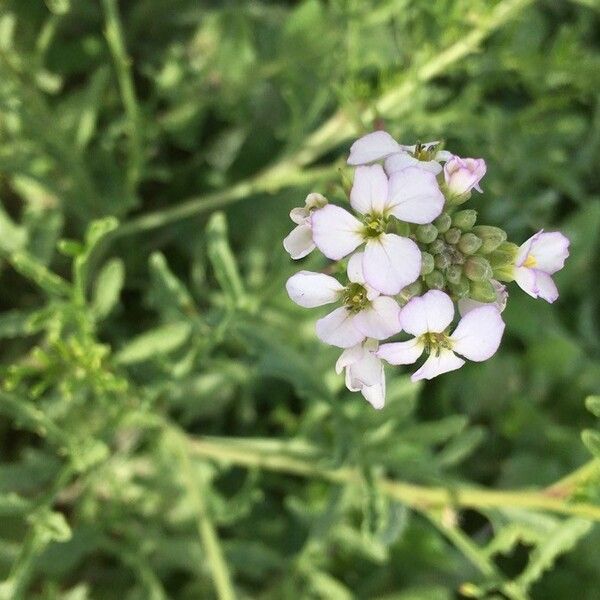 Cakile maritima Flower