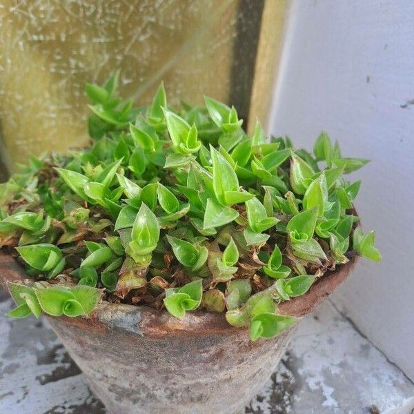 Callisia repens Leaf