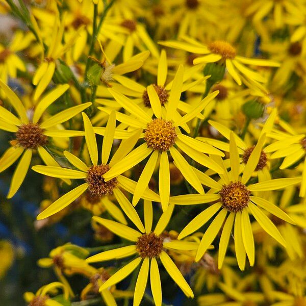 Jacobaea vulgaris Flower