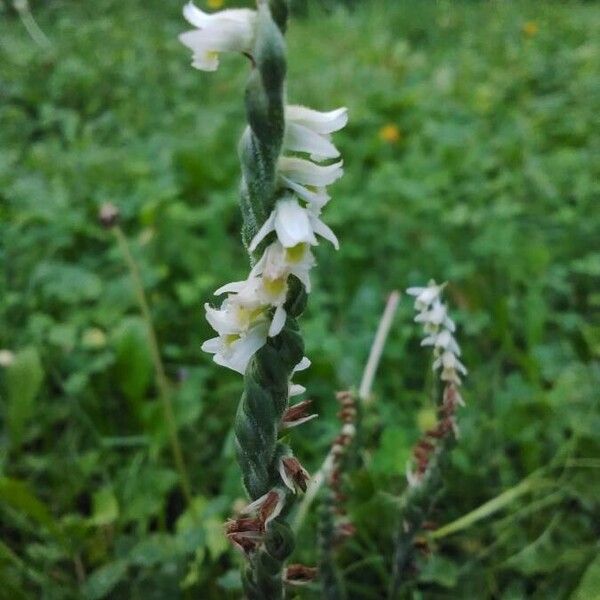 Spiranthes spiralis Virág