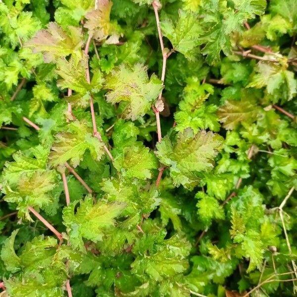 Neillia incisa Leaf