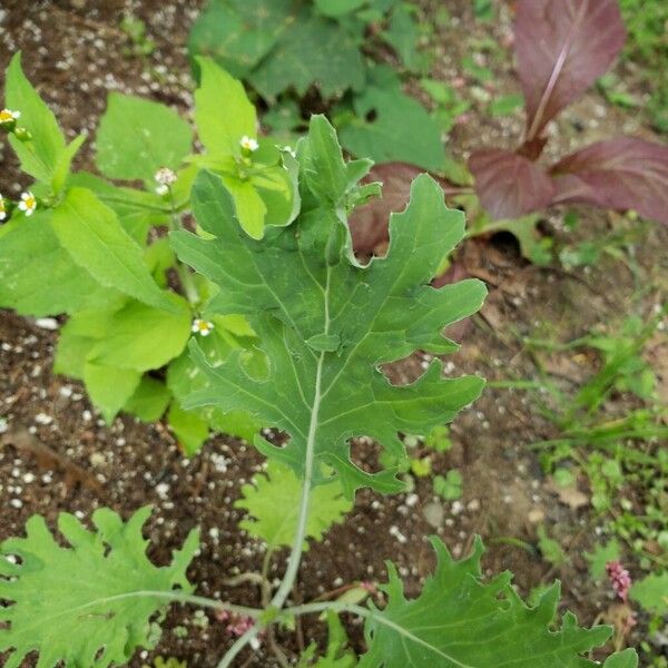 Brassica rapa Deilen