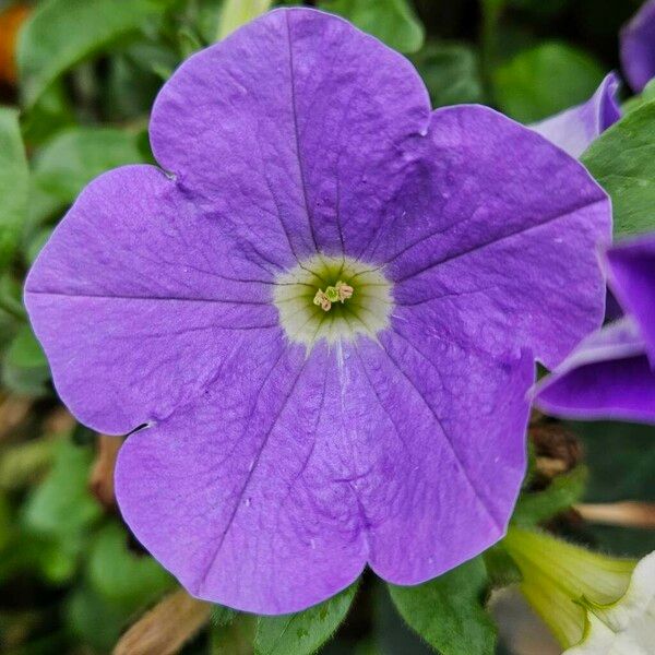 Petunia × atkinsiana Flor