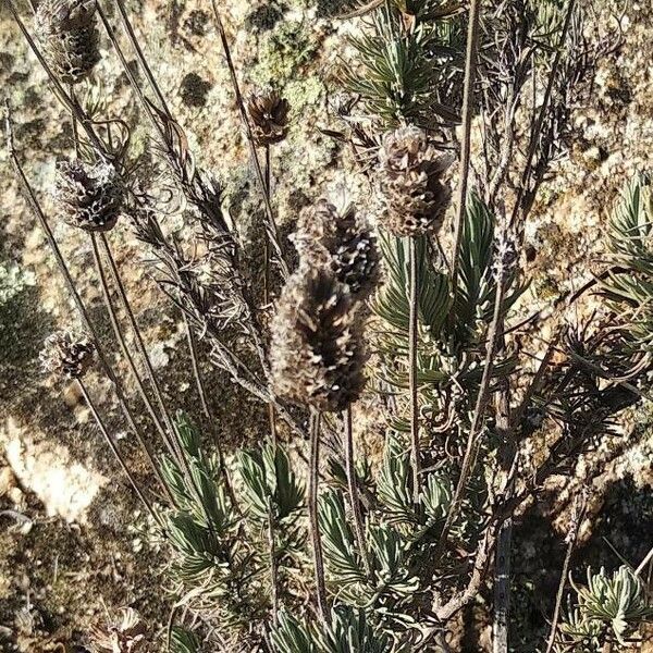 Lavandula stoechas Gyümölcs