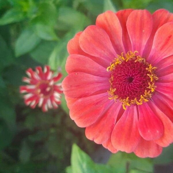 Zinnia elegans Blomma