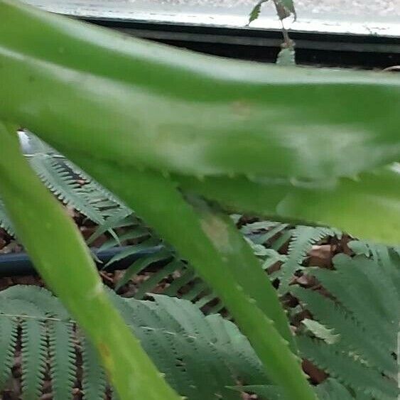 Aechmea serrata 叶