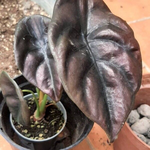 Alocasia cuprea ᱥᱟᱠᱟᱢ