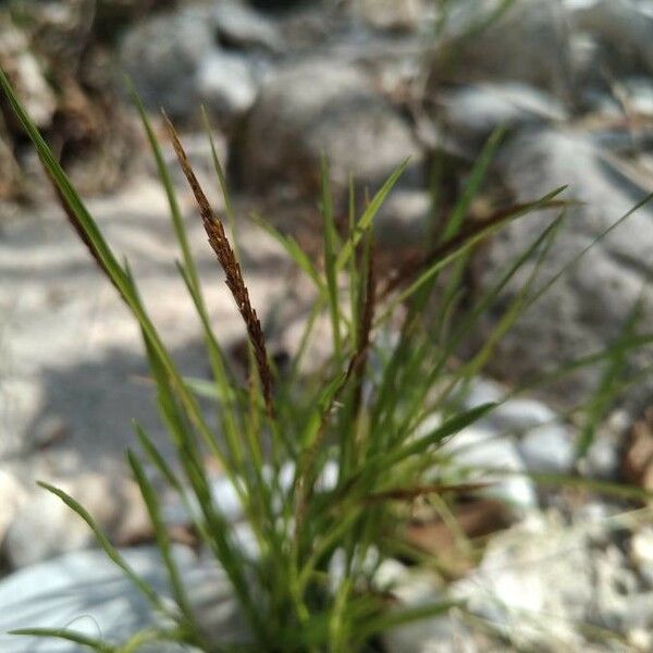 Heteropogon contortus Õis