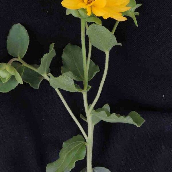 Aldama grandiflora Blad