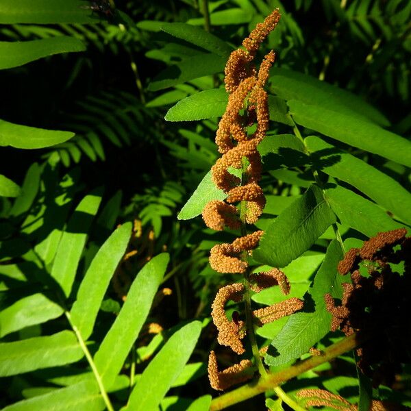 Osmunda regalis Flower