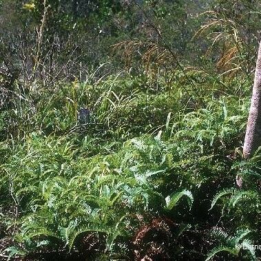 Dicranopteris linearis Habitat