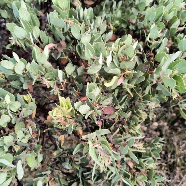 Arctostaphylos columbiana ᱥᱟᱠᱟᱢ