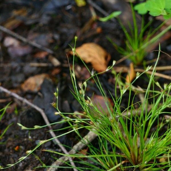 Juncus bufonius Plante entière