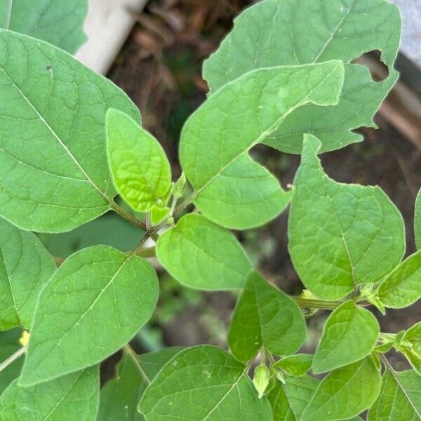 Physalis longifolia List