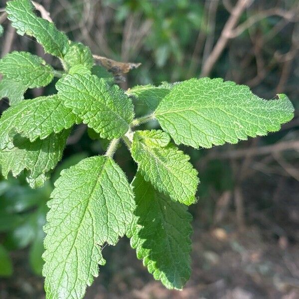 Bystropogon canariensis Leaf