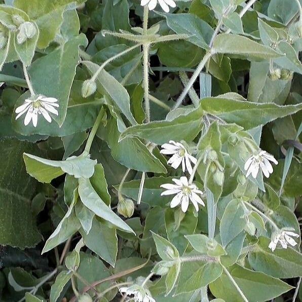 Stellaria aquatica Flor