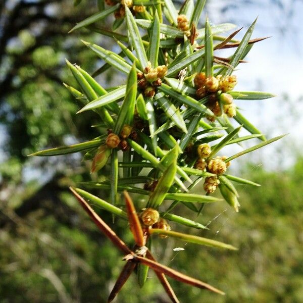 Juniperus communis 其他