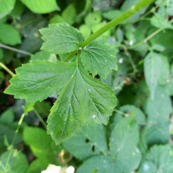 Geum urbanum Φύλλο