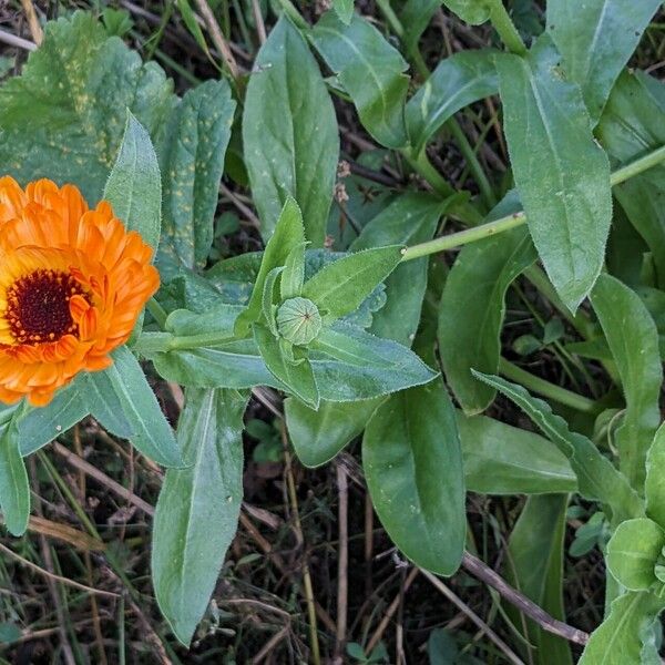 Calendula officinalis Habitat