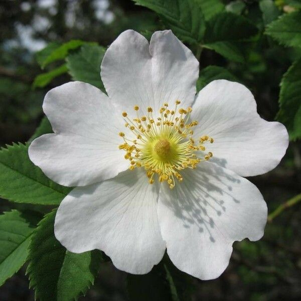 Rosa canina Flower