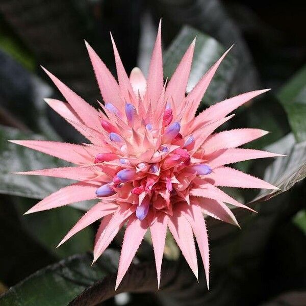 Aechmea fasciata 花