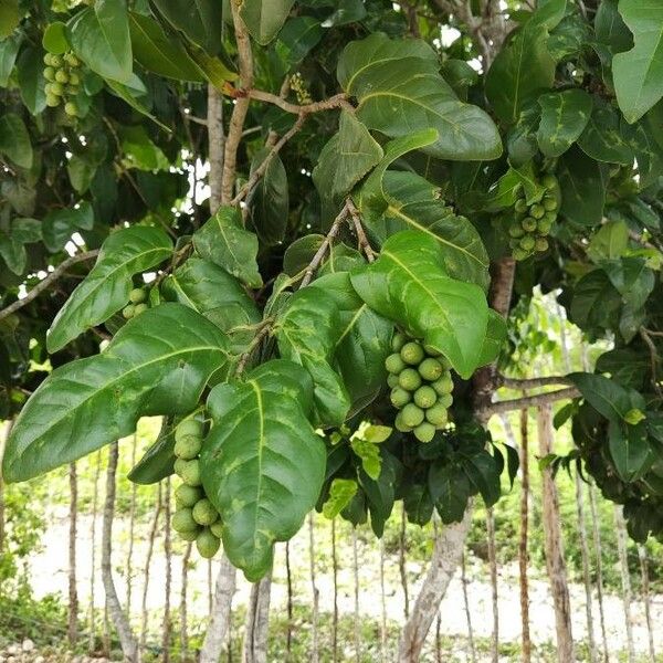 Coccoloba diversifolia Plod