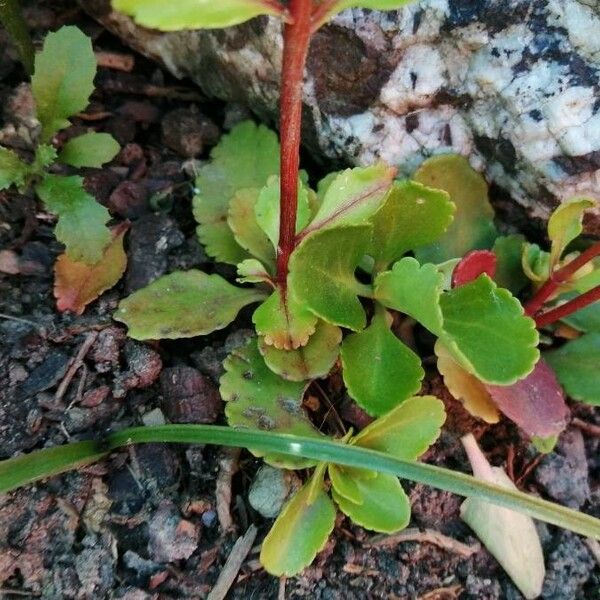 Chiastophyllum oppositifolium List