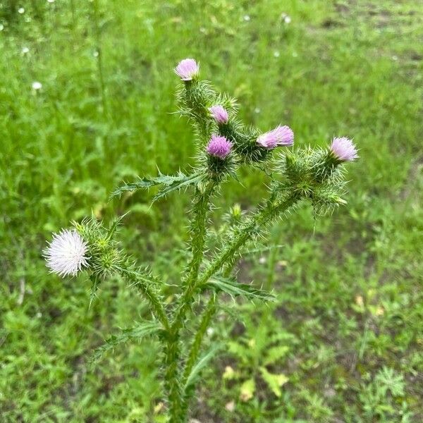 Carduus tenuiflorus Flor