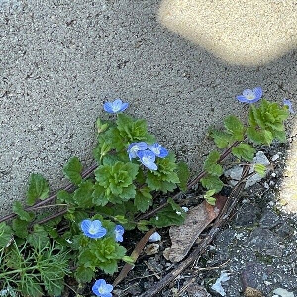 Veronica persica Flor