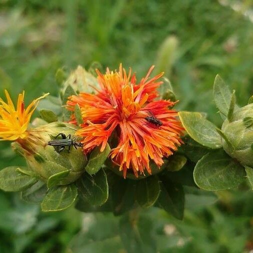 Carthamus tinctorius Flower