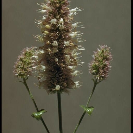 Agastache urticifolia Flower