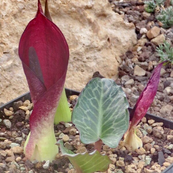 Arum pictum Flower