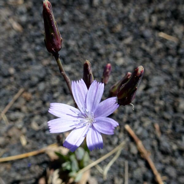 Lactuca inermis Цвят