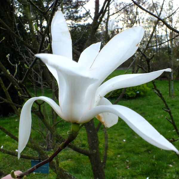 Magnolia salicifolia Kvet