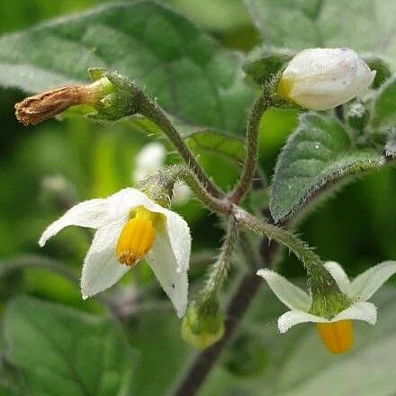 Solanum villosum (Red nightshade)