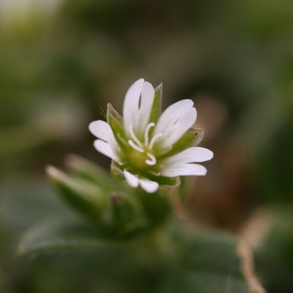 Cerastium semidecandrum Flors