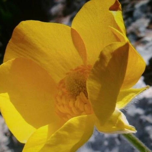 Ranunculus bulbosus Flower