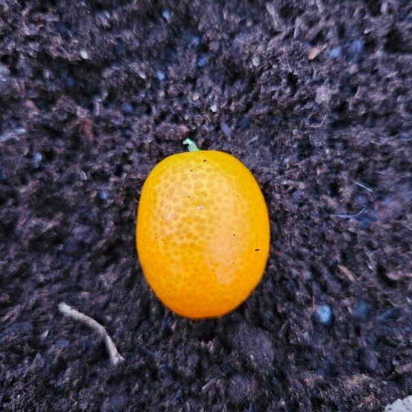 Citrus japonica 果