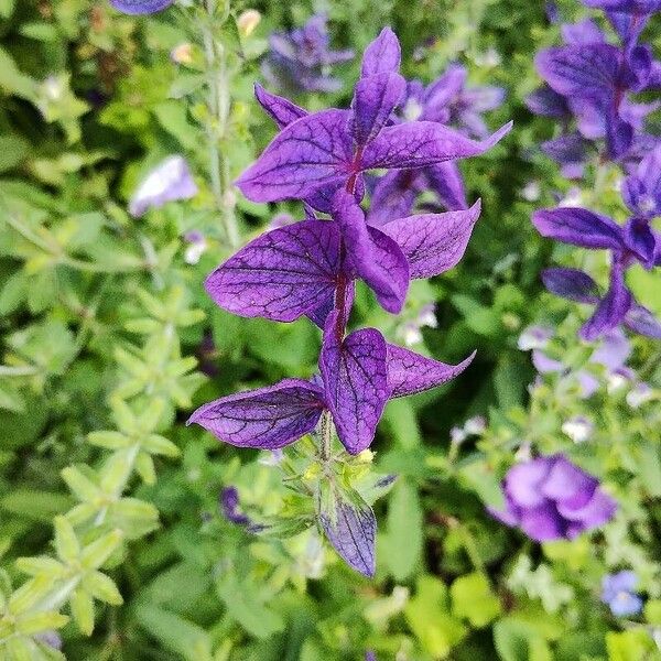 Salvia viridis Çiçek