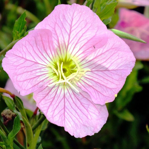 Oenothera speciosa Flower