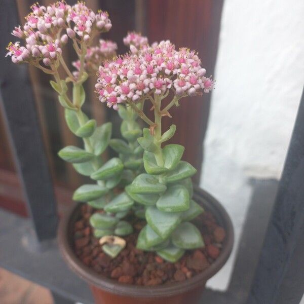 Crassula rupestris Plante entière