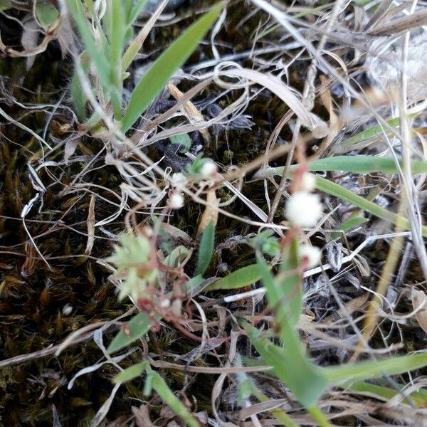 Cuscuta planiflora Flower