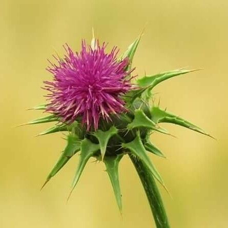 Silybum marianum 花