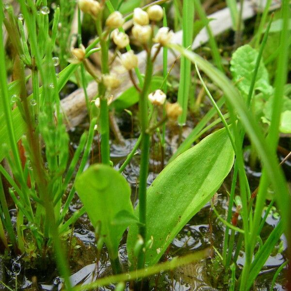 Maianthemum trifolium Flower