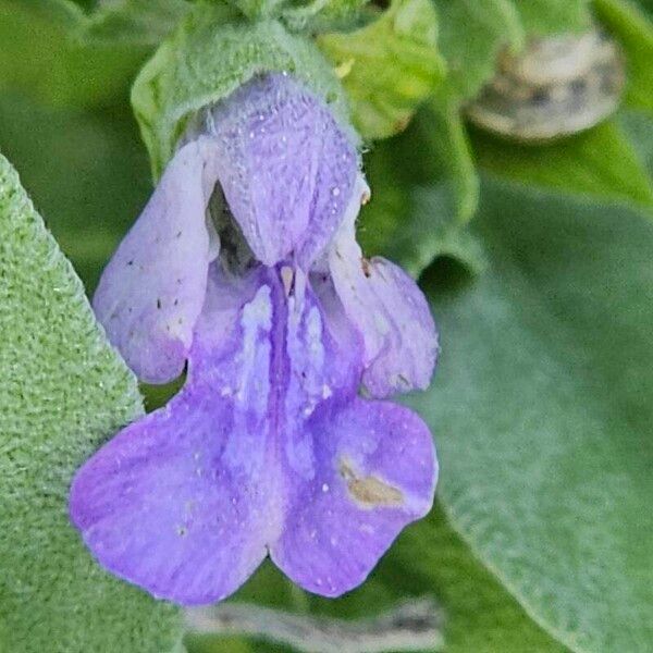 Salvia officinalis Λουλούδι