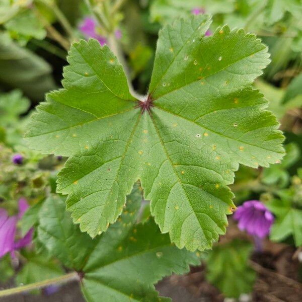 Malva setigera Folha