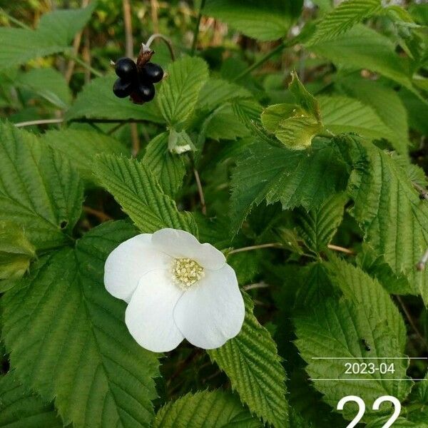 Rhodotypos scandens Flower