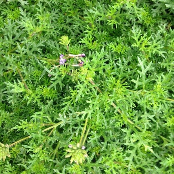 Verbena tenera Habit