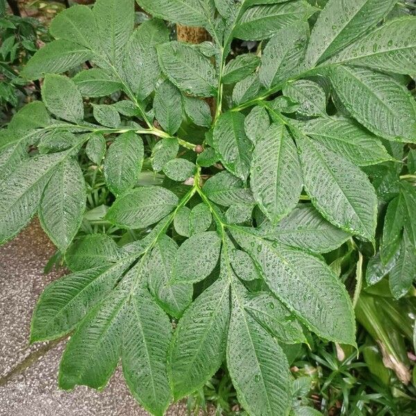 Amorphophallus paeoniifolius Φύλλο